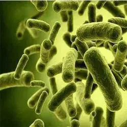 پاورپوینت مقاله پروبیوتیک ها و پری بیوتیک ها