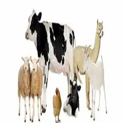 پاورپوینت دانلود جزوه سالمونلوز در نشخوارکنندگان و طیور