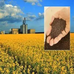 طرح جابر جوانه زدن پایه پنجم دبستان