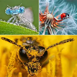 دانلود طرح جابر با موضوع عکس برداری از اشیای ریز