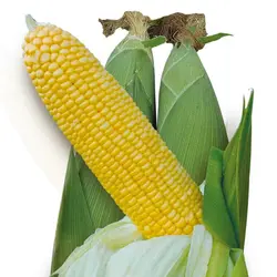 بذر ذرت شیرین شوگر کینگ (چند بلاله)
