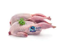 کبک
