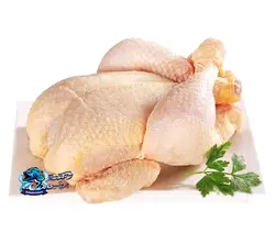 مرغ زربال شمال
