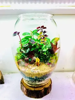 تراريوم طرح كوزه اي بزرگ