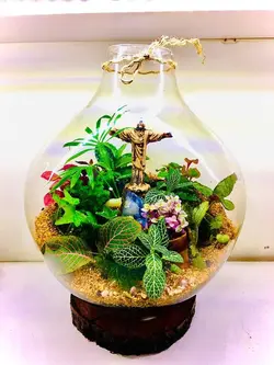 تراريوم نيلوفر طرح جديد