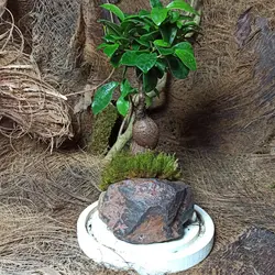 گیاه طبیعی بنسای جینسینگ مدل تراریوم