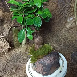 گیاه طبیعی بنسای جینسینگ مدل تراریوم