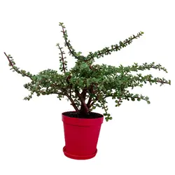 گیاه طبیعی کراسولا خرفه مدل F-35