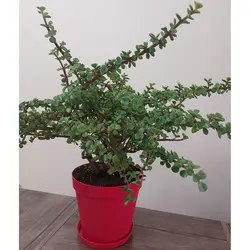 گیاه طبیعی کراسولا خرفه مدل F-35