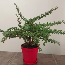 گیاه طبیعی کراسولا خرفه مدل F-35