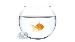 راهنمای نگهداری از ماهی قرمز عید - ماهی گلدفیش - آموزشگاه دکتر ماهی