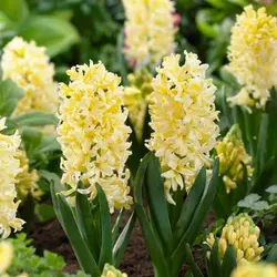 پیاز سنبل زرد رقم Glipsy Prices