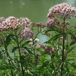 بذر سنبل الطیب