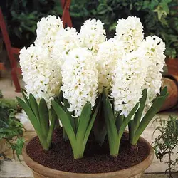 پیاز سنبل هلندی سفید رقم Carnegie