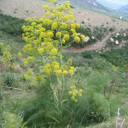 بذر آنغوزه (کما یا آنجدان)