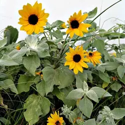 بذر آفتابگردان زینتی گل درشت