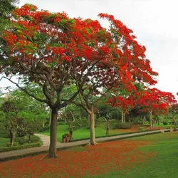 بذر درخت مشعل Delonix regia