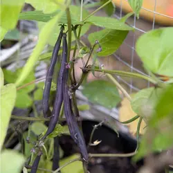 بذر لوبیا بنفش