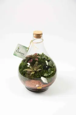 تراریوم پوبک