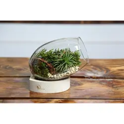 تراریوم تیلا