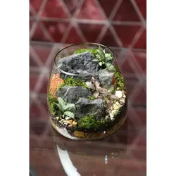 تراریوم دواکوا