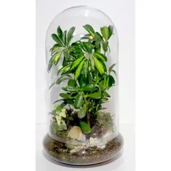 تراریوم شفلدرا