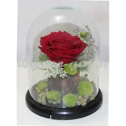 تراریوم گل رز