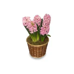 گل سنبل صورتی