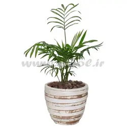 گیاه شامادورا