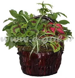 مجموعه گل های آپارتمانی