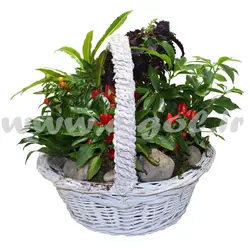 مجموعه گیاهان آپارتمانی6