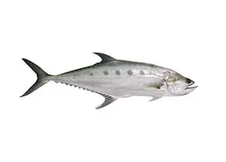 سارم (شیر بندر)