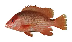 ماهی سرخو