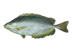 ماهی صافی