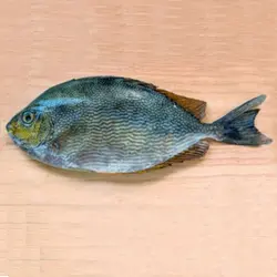 ماهی صافی