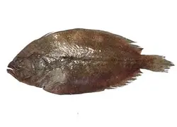 ماهی کفشک