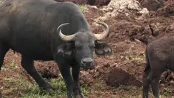 دانلود فوتیج بوفالو آفریقایی و گوساله اش در پارک ملی در کنیا