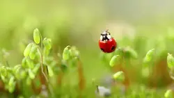 دانلود فوتیج نمای نزدیک از یک کفشدوزک روی یک گیاه