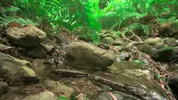 دانلود فوتیج رود کوچک در دل جنگل سرسبز