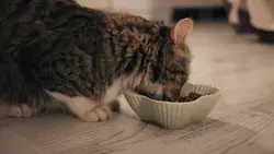 دانلود فوتیج نمای بسته از گربه در حال خوردن غذای خشک از کاسه