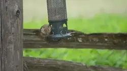 دانلود فوتیج سنجاب کوچک بامزه آویزان از ظرف غذای پرندگان