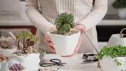 دانلود فوتیج یک زن در حال کاشتن گیاه ساکولنت آپارتمانی در یک گلدان سرامیکی