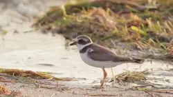 دانلود فوتیج پرنده سهره در حال دویدن در ساحل