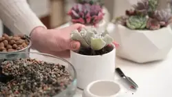 دانلود فوتیج زن در حال ریختن خاک در یک گلدان سرامیکی