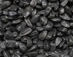 تخمه روغنی آفتابگردان