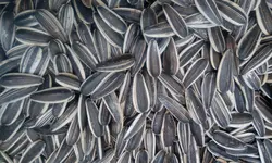 تخمه آفتابگردان شور دورسفید اس400