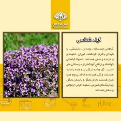 عسل آویشن فروردین (850 گرم)