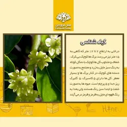 عسل عناب فروردین (850 گرم)