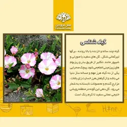 عسل پیچک فروردین (650 گرم)