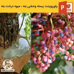 پاورپوینت پسته وحشی بنه | میوه درخت کوهی صمغ سقز